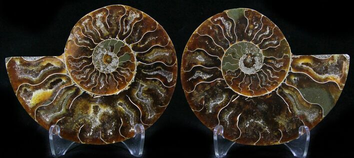 Polished Ammonite Pair - Million Years #26269